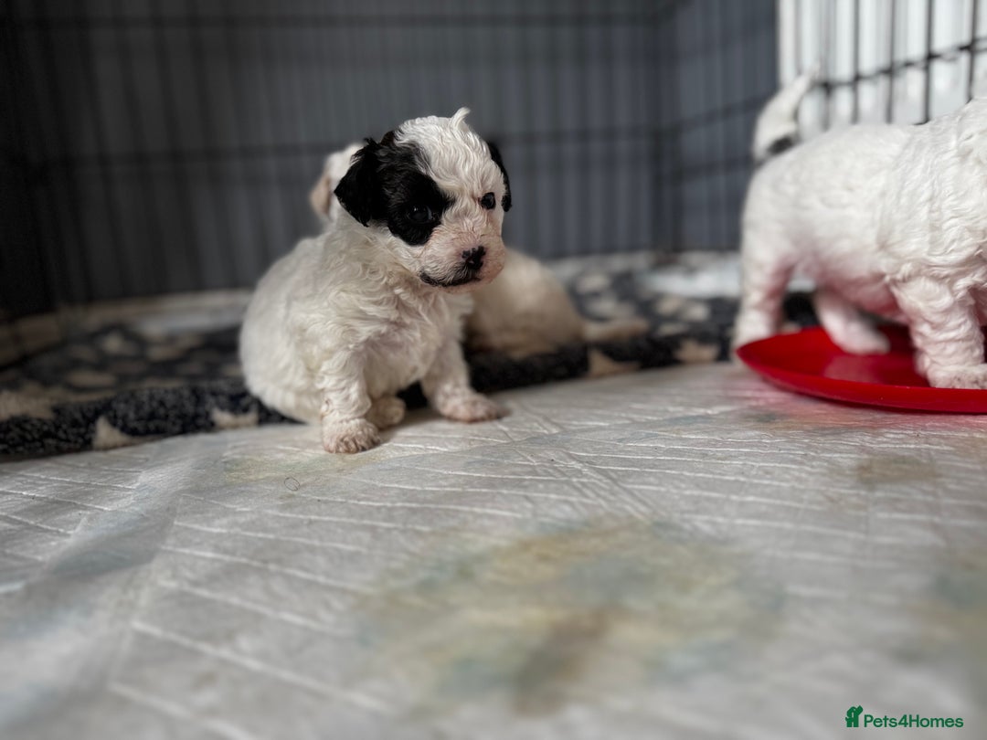 Shichon dogs for sale: 5 beautiful Shichon girls  - Image 11