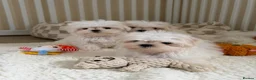 Maltese dogs for sale: 🐾 Beautiful Maltese puppies 🐾 - Advert 2