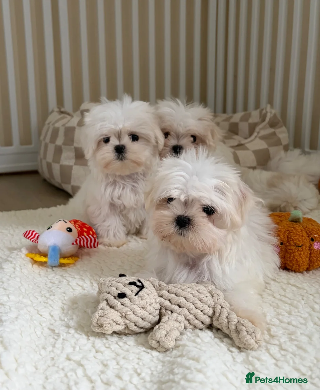 Maltese dogs for sale: 🐾 Beautiful Maltese puppies 🐾 - Advert 2