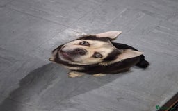 Frug dogs for sale: Puppy - Image 3