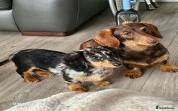 Dachshund dogs for sale: TWO DAUSHUNDS - Image 22