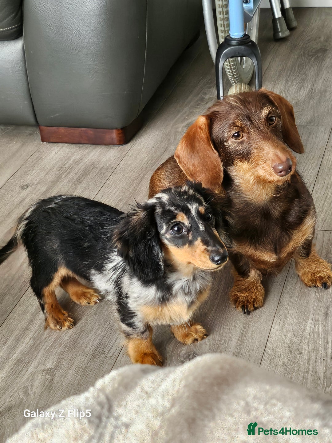 Dachshund dogs for sale: TWO DAUSHUNDS - Image 22