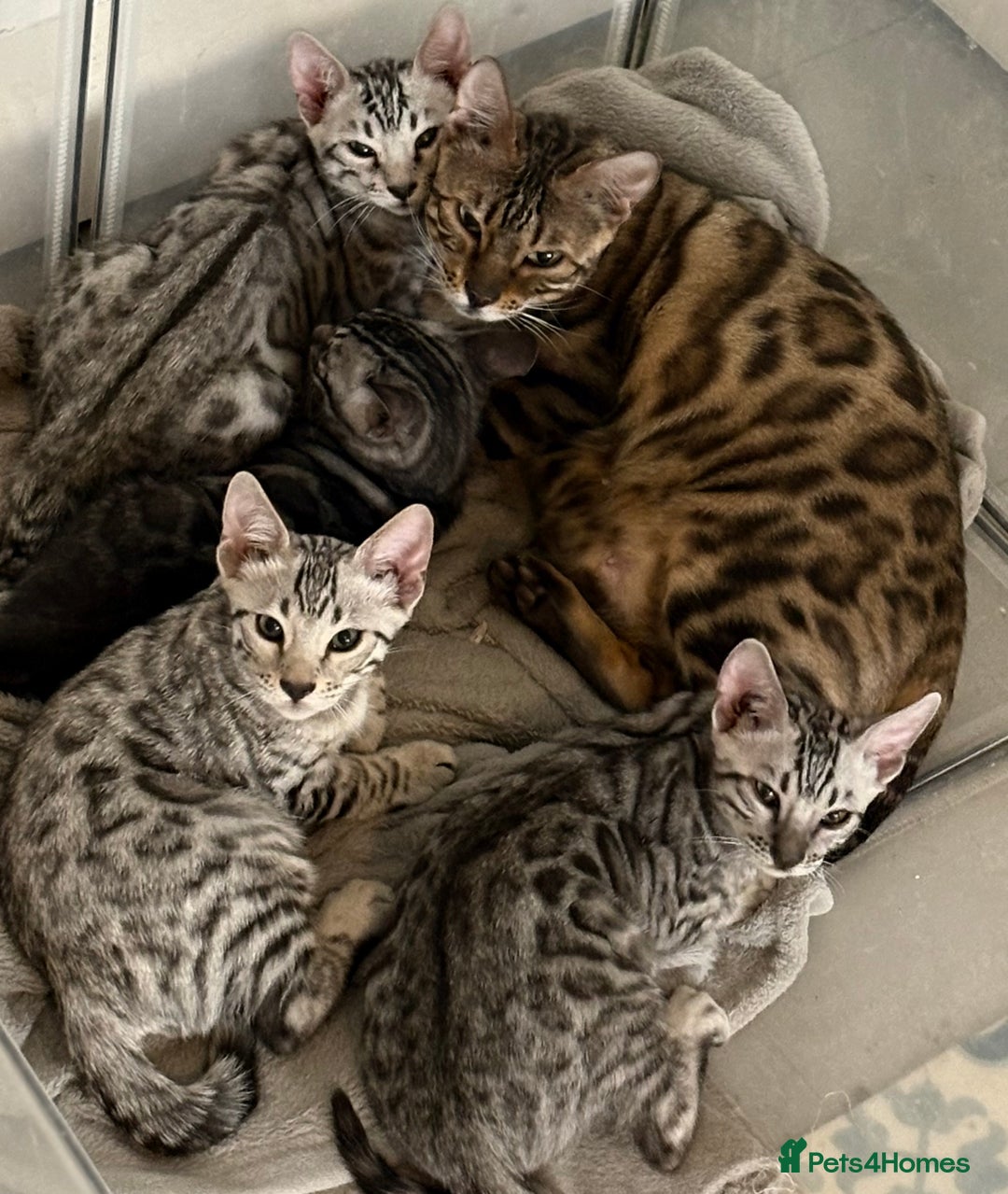 Bengal cats for sale: Bengal Kittens for Sale! (4 BOYS) - Image 1
