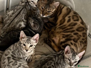 Bengal cats for sale - Advert 1