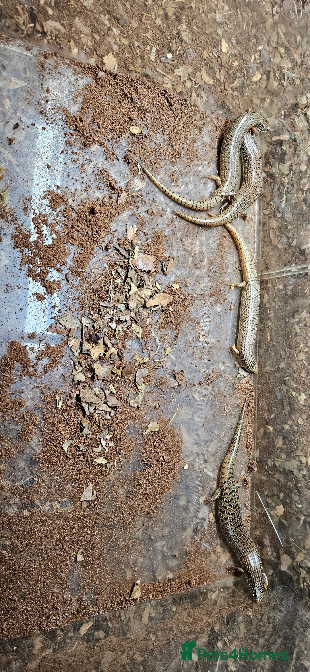 Skink reptiles for sale: X4 ocellated skinks and set up - Advert 8