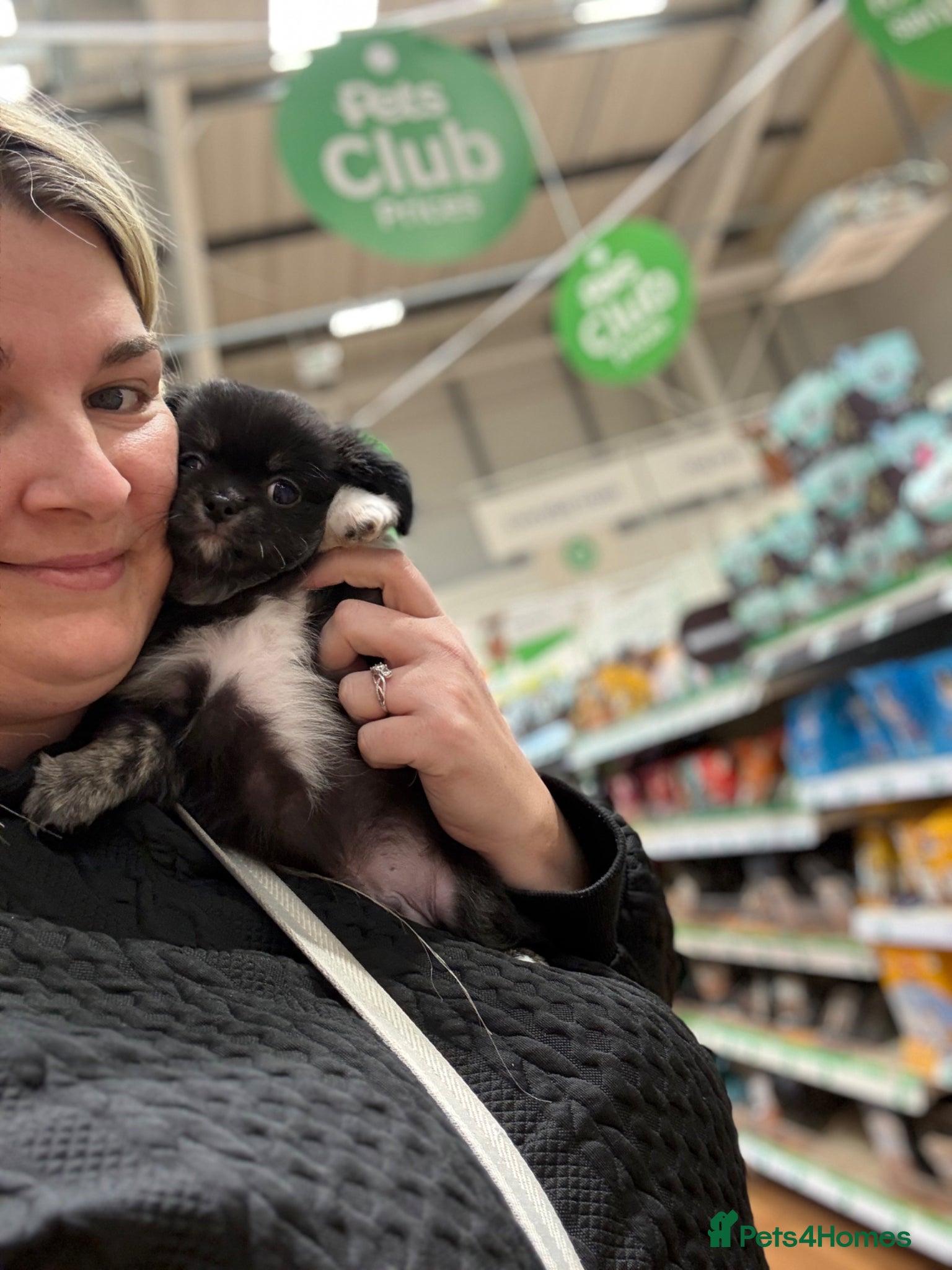 Chihuahua dogs Beautiful LongHaired Chihuahua Puppies - Advert 3