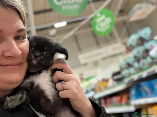 Chihuahua dogs Beautiful LongHaired Chihuahua Puppies - Advert 3