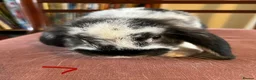 Mini Lop rabbits for sale: Lovely Mini Lop Babies - Advert 31