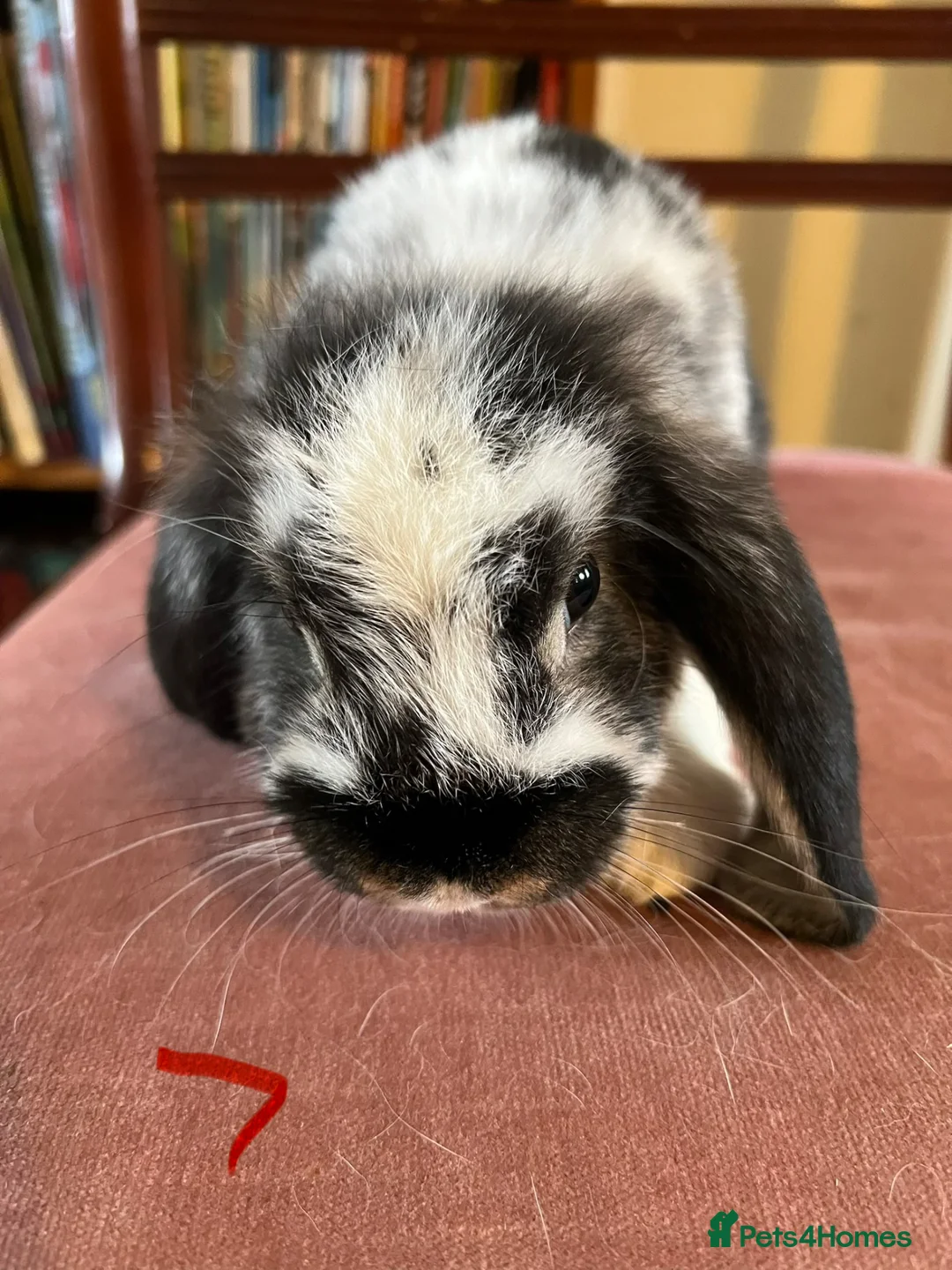 Mini Lop rabbits for sale: Lovely Mini Lop Babies - Advert 31