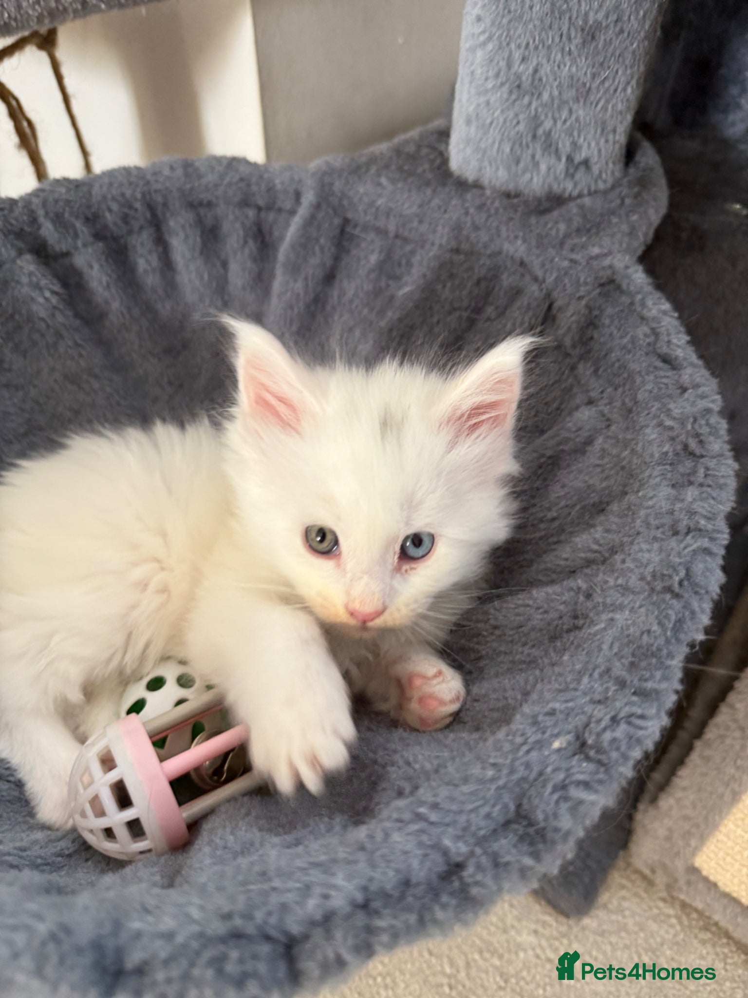 Maine Coon cats Maine Coons for sale, Some Polydu - Advert 1