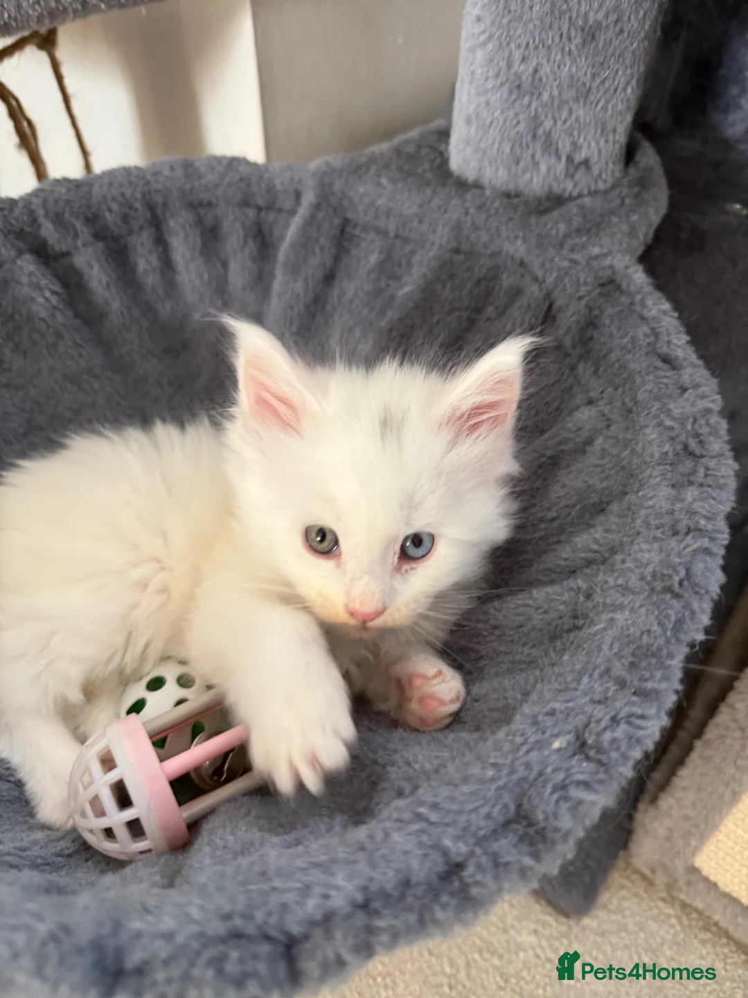 Maine Coon cats for sale: Maine Coons for sale, Some Polydu - Advert 1