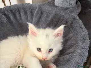 Maine Coon cats Maine Coons for sale, Some Polydu - Advert 1