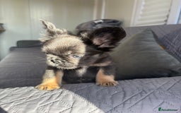 French Bulldog dogs for sale: Luxury full fluffy French bulldog  - Image 6