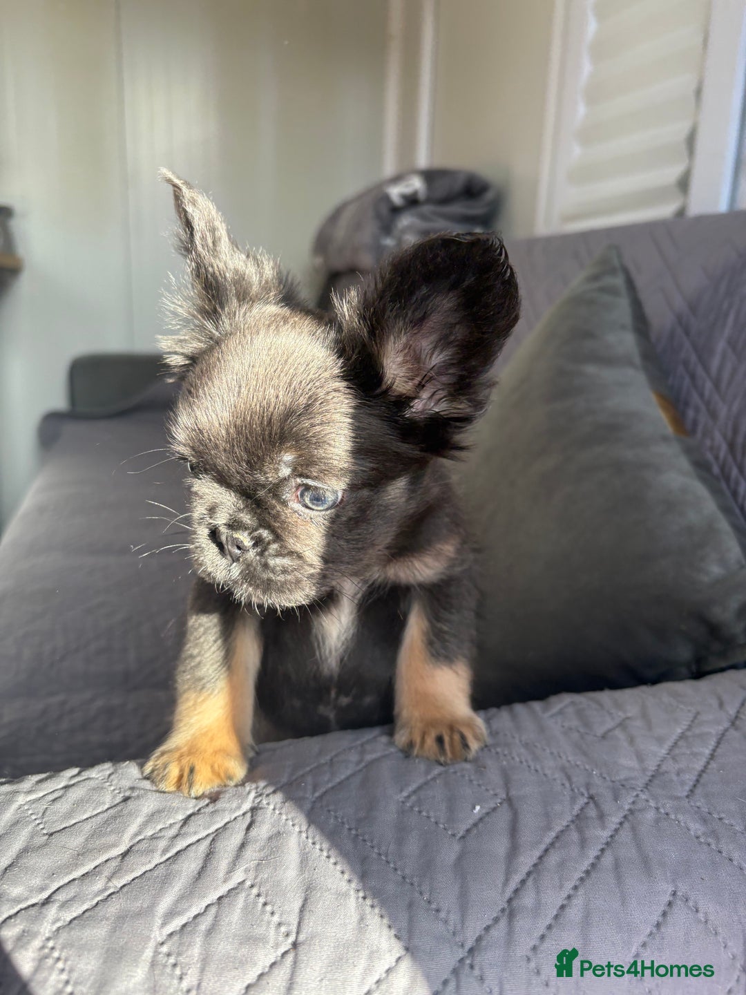 French Bulldog dogs for sale: Luxury full fluffy French bulldog  - Image 6