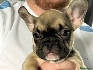 French Bulldog dogs - Advert 32