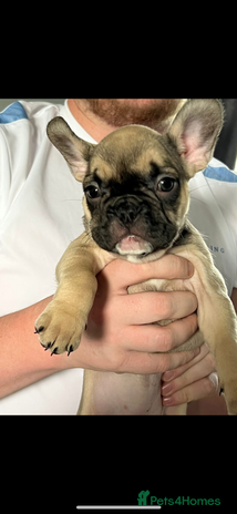 French Bulldog dogs - Advert 12