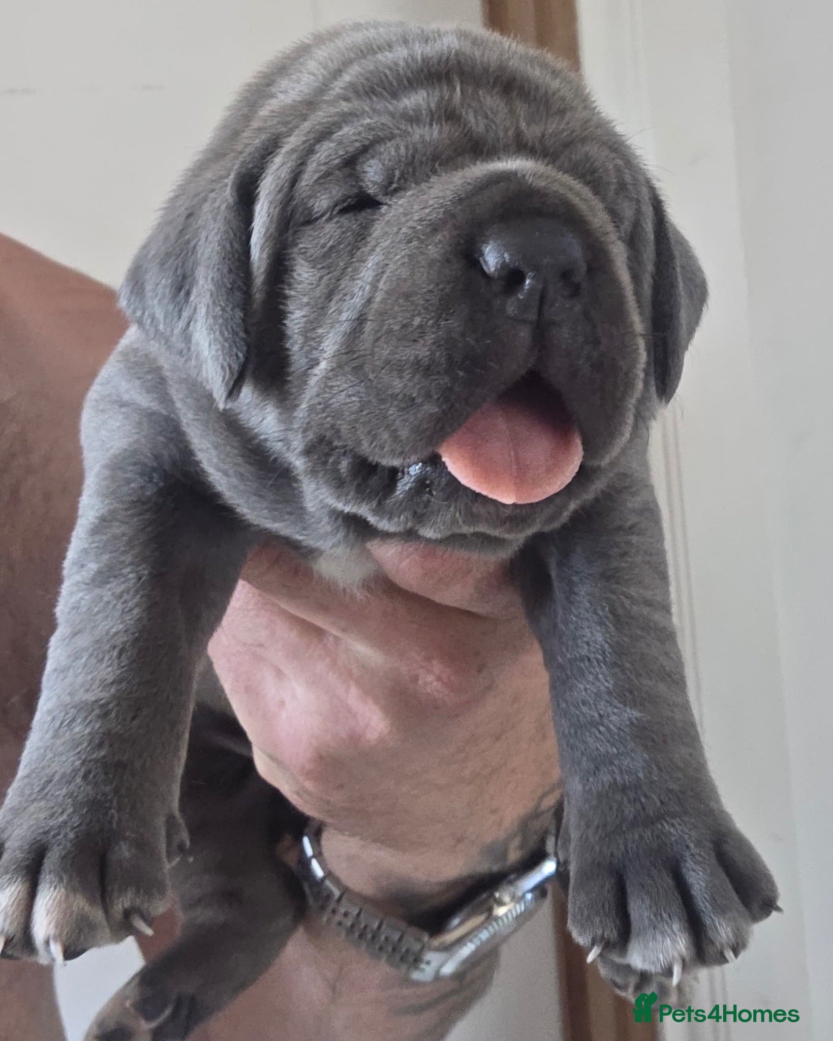 Cane Corso dogs 7 Blue Beautiful Cane Corso puppies 3 weeks old - Advert 1
