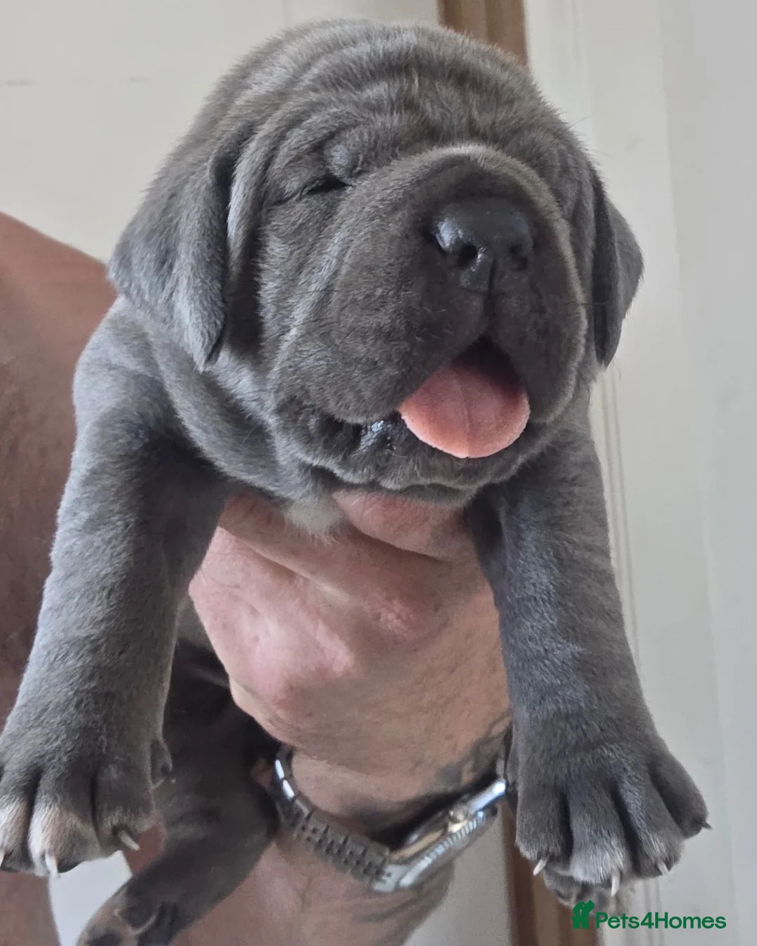 Cane Corso dogs for sale: 7 Blue Beautiful Cane Corso puppies 3 weeks old - Advert 1