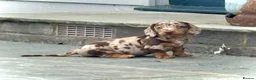 Miniature Dachshund dogs for sale: Outstanding Litter of Miniature dachshund puppies  - Advert 34