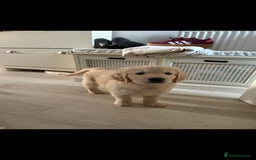 Golden Retriever dogs for sale: Stunning golden retriever babies - Image 23