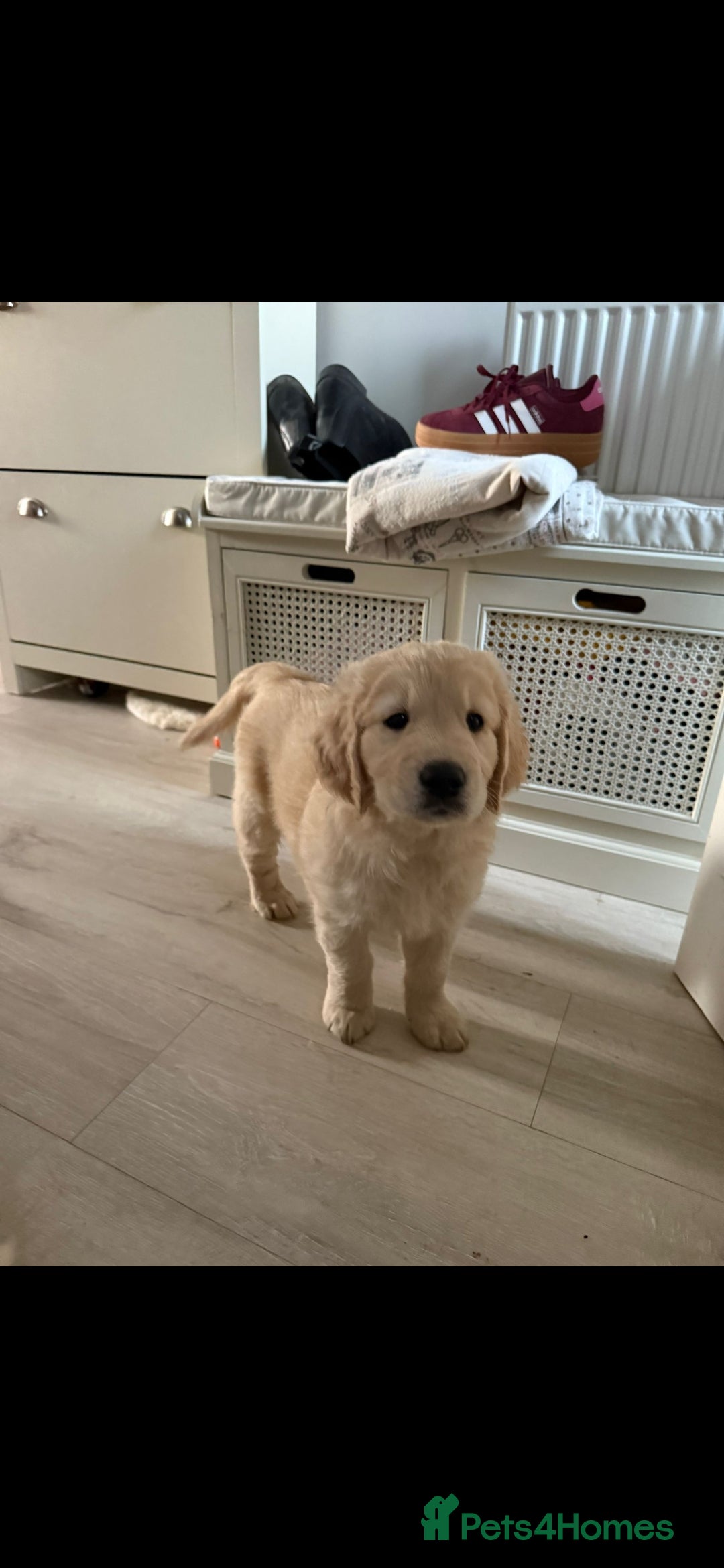 Golden Retriever dogs for sale: Stunning golden retriever babies - Image 23