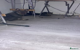 French Bulldog dogs for sale: French bull Dog (6months) - Image 2