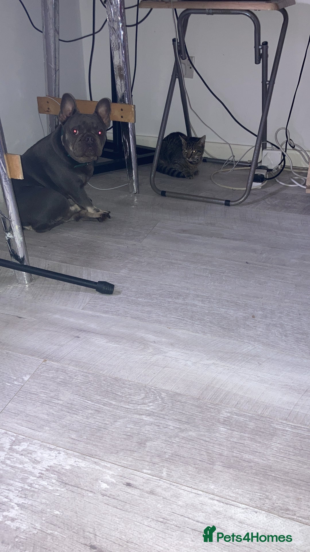 French Bulldog dogs for sale: French bull Dog (6months) - Image 2