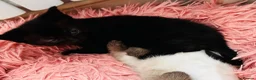 Mixed Breed cats for sale: 😻BEAUTIFUL KITTENS😻 - Advert 11