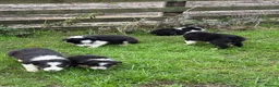 Border Collie dogs for sale: 🌟Beautiful Border Collies🌟 - Advert 4