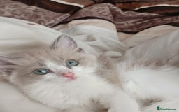 Ragdoll cats for sale: Mink ragdoll kittens - Image 6