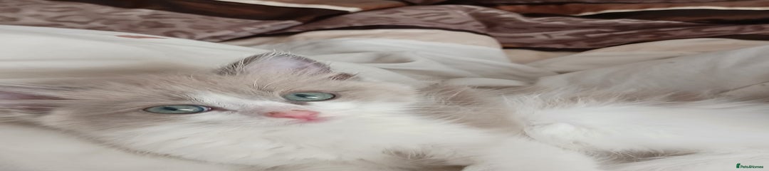 Ragdoll Kitten 3