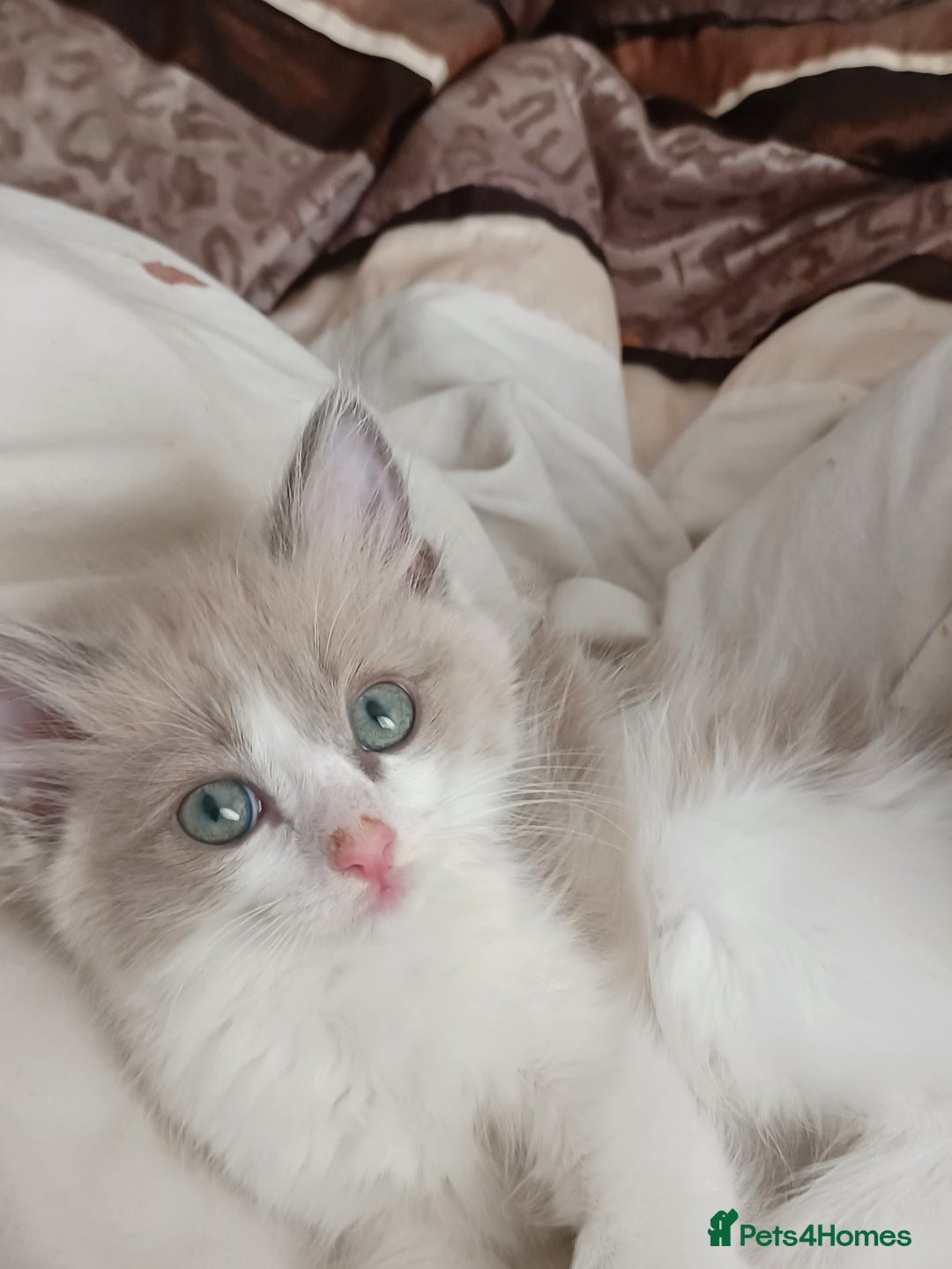 Ragdoll cats for sale: Mink ragdoll kittens - Image 6