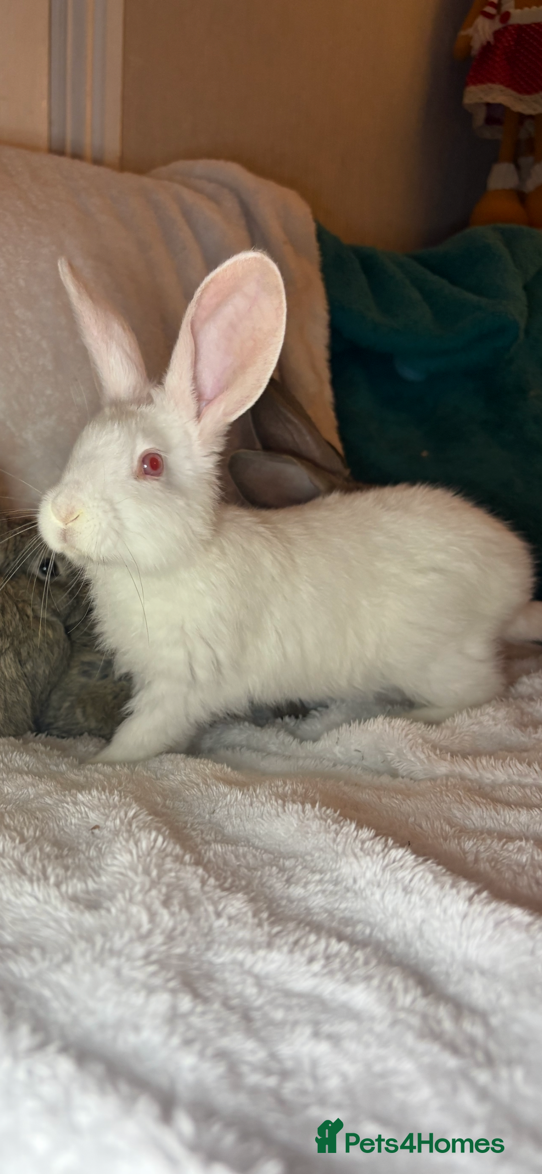 Continental Giant rabbits for sale: Beautiful continental giant baby rabbits ready  - Advert 2