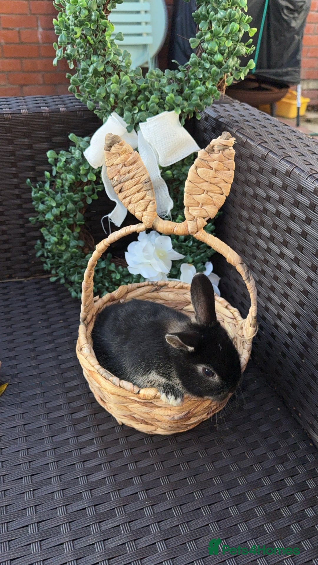 Mini Lion Lop rabbits for sale: 3 baby rabbits looking for their forever home - Image 7