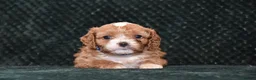 Cavapoo dogs for sale: F1 Toy Cavapoo Puppies Health Tested - Advert 31