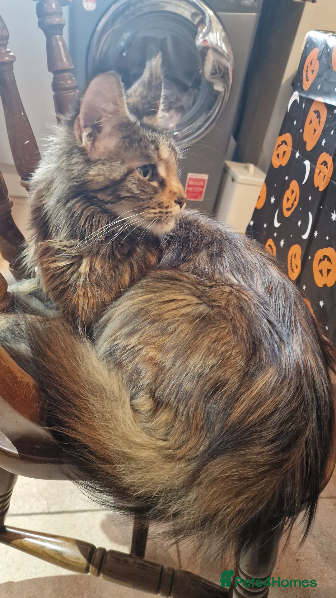 Maine Coon cats for sale: 3 maincoone x kittens - Image 3