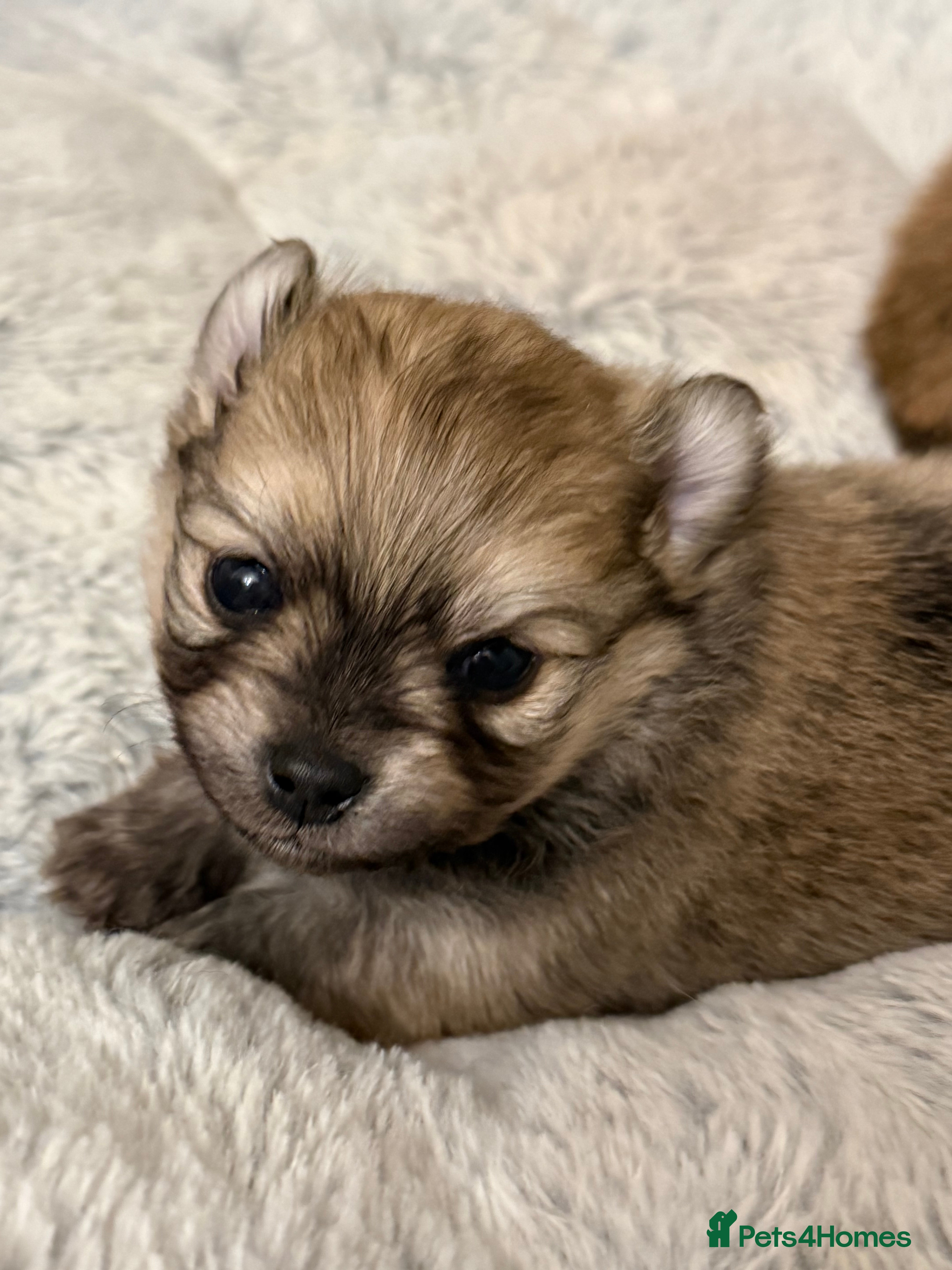 Pomchi dogs Pomchi boys - Advert 5