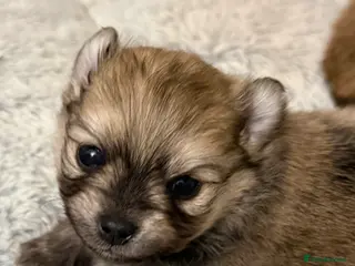 Pomchi dogs Pomchi boys - Advert 5