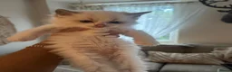 Ragdoll cats for sale: Stunning ragdoll babies for sale  - Advert 9