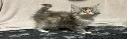 Maine Coon cats for sale: TICA Registered Maine Coon Kittens.  READY NOW  - Advert 4