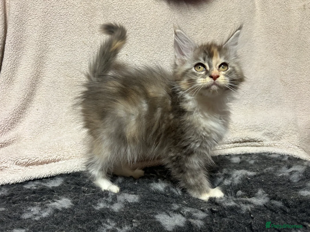 Maine Coon cats for sale: TICA Registered Maine Coon Kittens.  READY NOW  - Advert 4