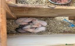 Ferret rodents for sale: Ferrets for sale - Image 1