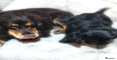 Mixed Breed dogs Cockapomapoo pup for sale - Advert 1