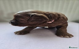 Cockapoo dogs for sale: Beautiful Chunky f2 Cockapoo Puppies  - Image 17