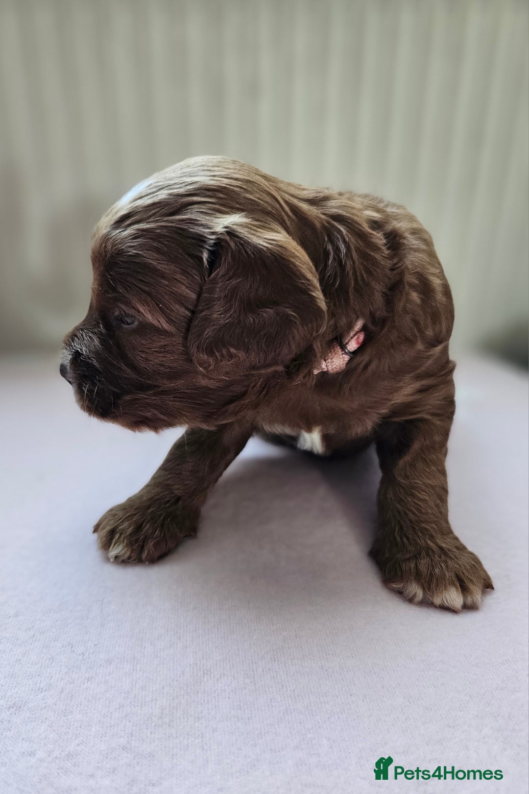 Cockapoo dogs for sale: Beautiful Chunky f2 Cockapoo Puppies  - Image 17