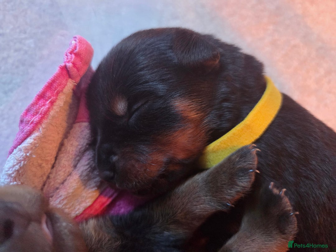 Rottweiler dogs for sale: Rottweiler  - Image 6