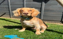 Cocker Spaniel dogs for sale: Working Cocker Spaniel - Image 2