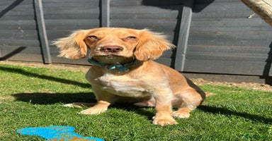 Cocker Spaniel dogs - Advert 12