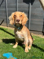 Cocker Spaniel dogs - Advert 8