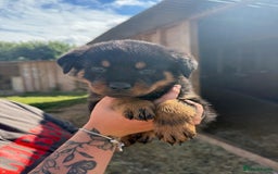 Rottweiler dogs for sale: beautiful pedigree rottweilers  - Image 26